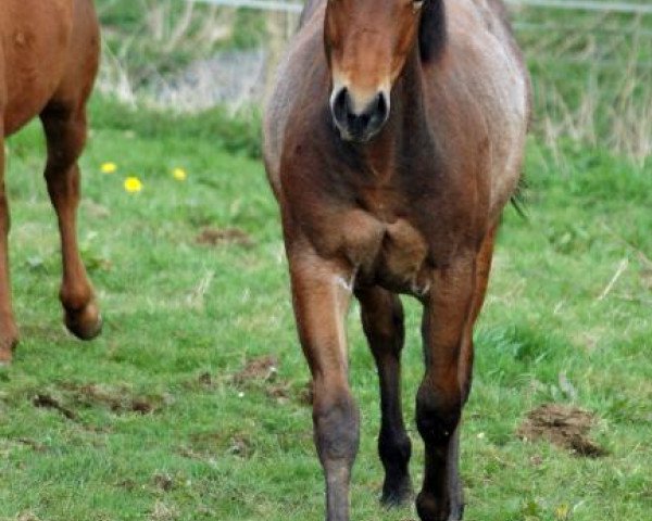 horse Dualenas Rowdy (Quarter Horse, 2011, from Rowdy Yankee) horse Dualenas Rowdy (Quarter Horse, 2011, from Rowdy Yankee)