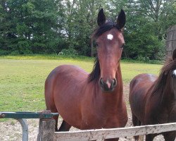 dressage horse Dark Rose 12 (Westphalian, 2010, from Diamond Hit)