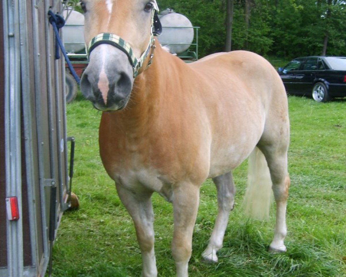 Cavalo de adestramento Stuart (Haflinger, 2002, de Sterzinger (12,5% ox))