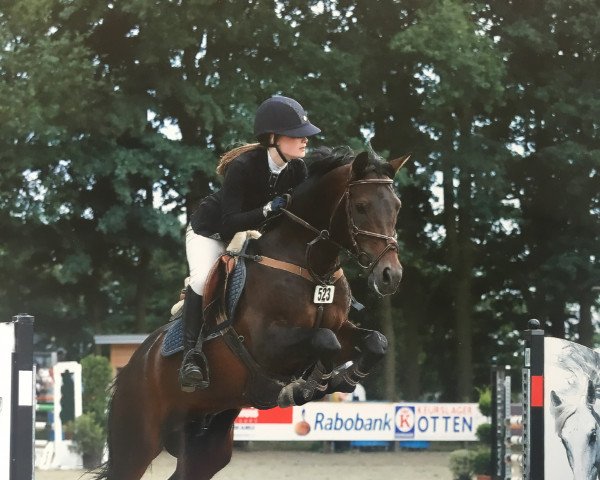 jumper Kobra Dee (Dutch Pony, 2007, from Kanshebber)