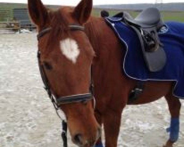 horse Piccadilly (Westphalian, 1999, from Prinz Wilhelm)