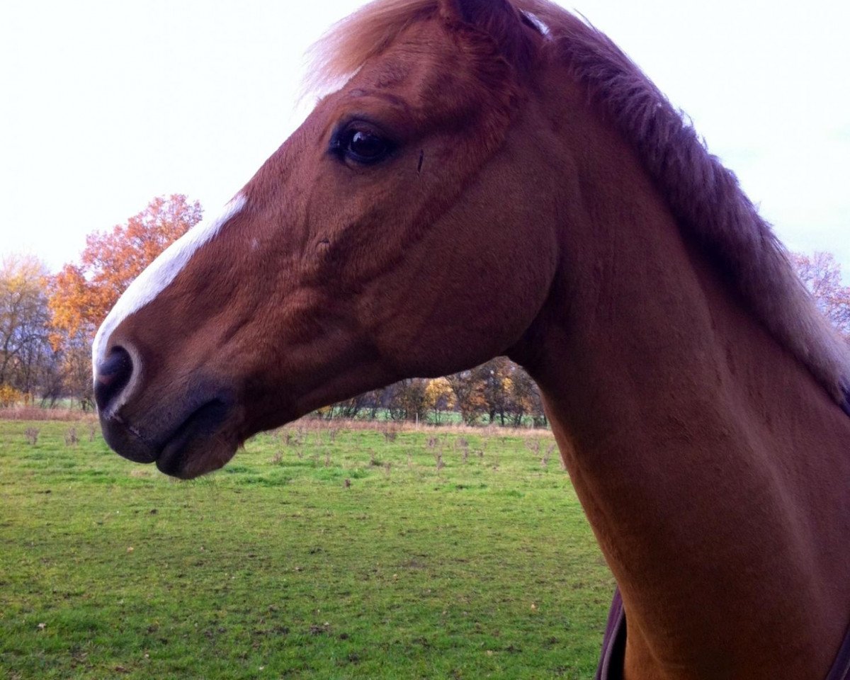 jumper Condor (German Riding Pony, 2002, from Conde)
