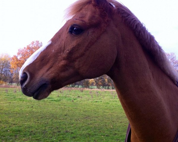 Springpferd Condor (Deutsches Reitpony, 2002, von Conde)