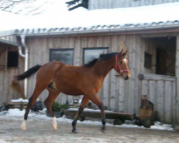 jumper Con-Chicco (German Sport Horse, 2012, from Cyrano de Bergerac)