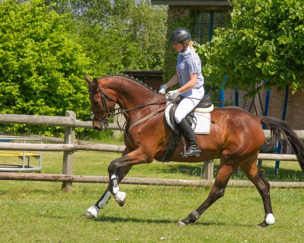 broodmare Antigone 123 (Hanoverian, 2008, from Abke 4)