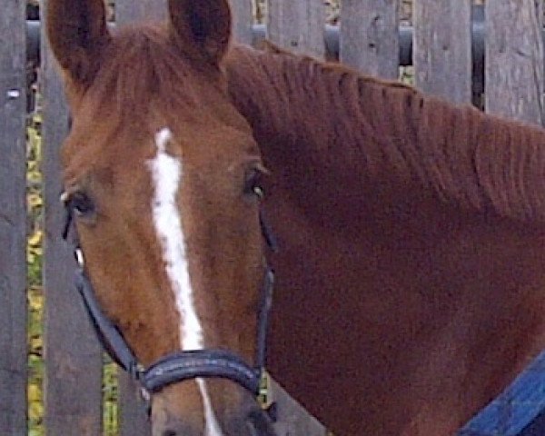 dressage horse Why I'm easy (Hanoverian, 2005, from Wolkentanz I)