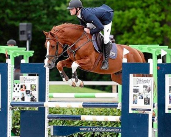 horse Giamo Musterd (KWPN (Royal Dutch Sporthorse), 2011, from Bustique)