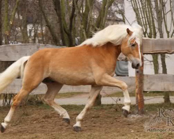 dressage horse Martini (Haflinger, 2008, from Maifürst)