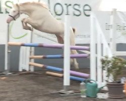 dressage horse Angel's Milo (Connemara Pony, 2017, from Aughnanure Leo)