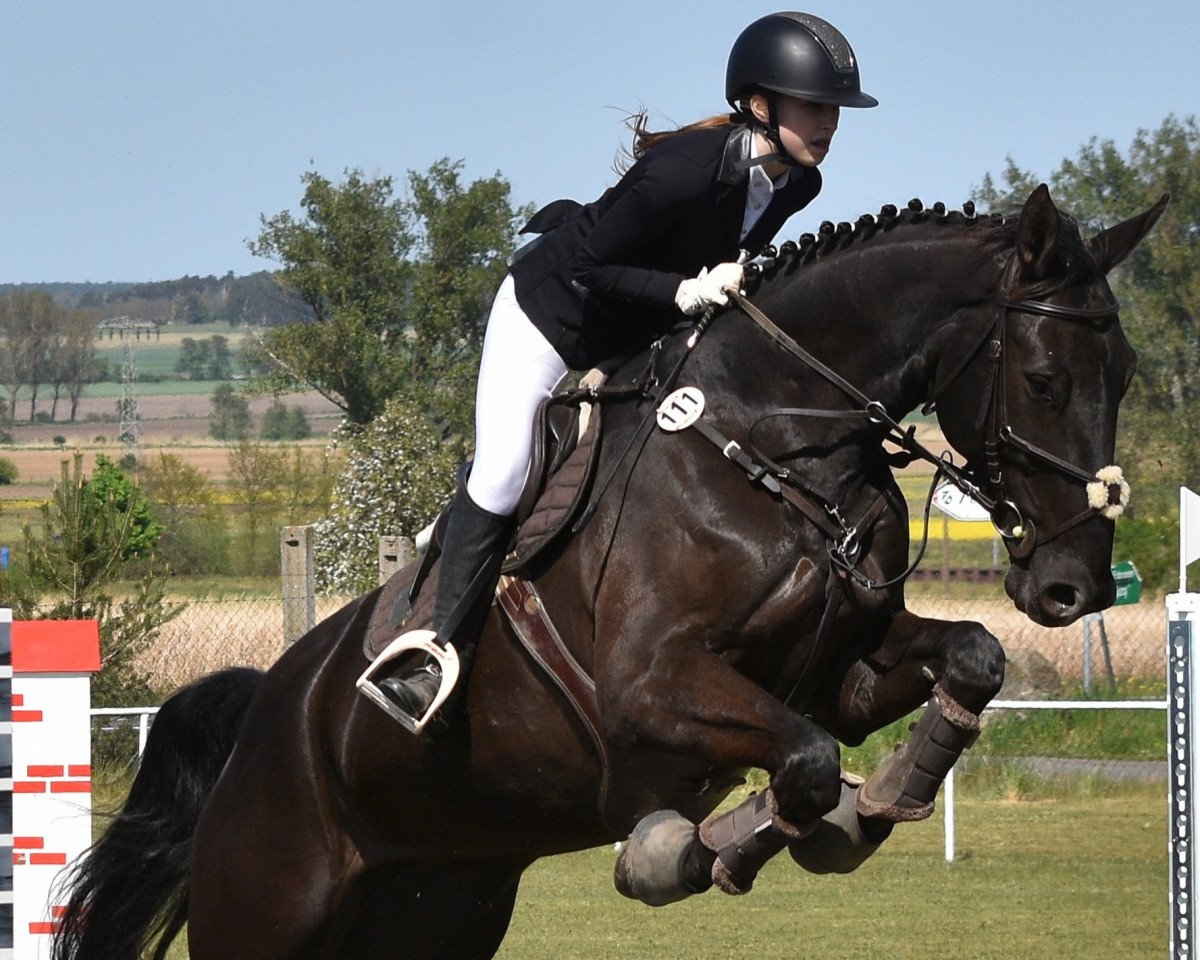 Springpferd Namibia 18 (Deutsches Sportpferd, 2015, von Naldo 29)