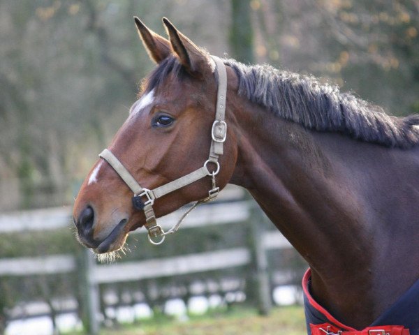 broodmare Cloudless (Westphalian, 2006, from Camirez L)