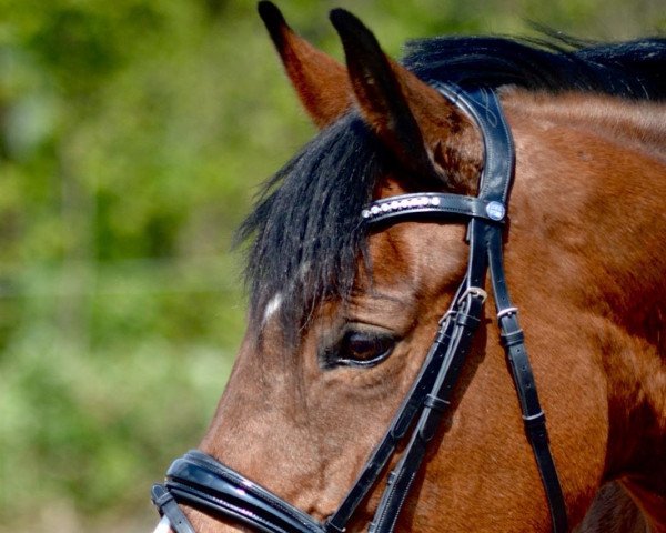Springpferd Valley View Little Lady (Irish Sport Horse, 2010)