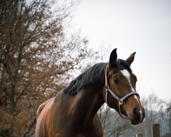 horse Fancy Franzi (Oldenburg, 2017, from Franziskus FRH)
