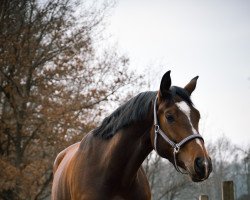 horse Fancy Franzi (Oldenburg, 2017, from Franziskus FRH)