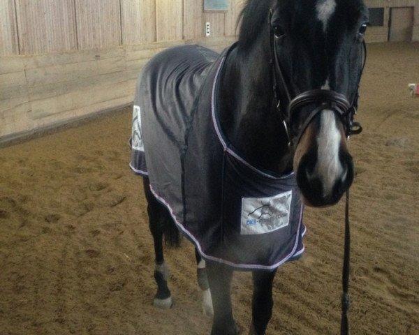 horse Cinquino G.L. (Oldenburg show jumper, 2004, from Converter I)