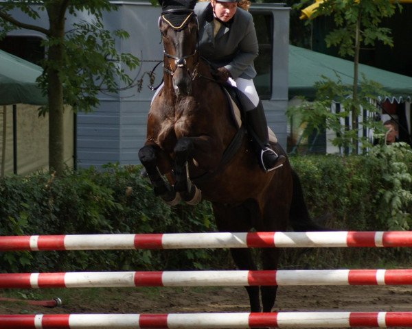 Pferd Mon Royal 11 (Brandenburger, 1994, von Marcello xx 2790)
