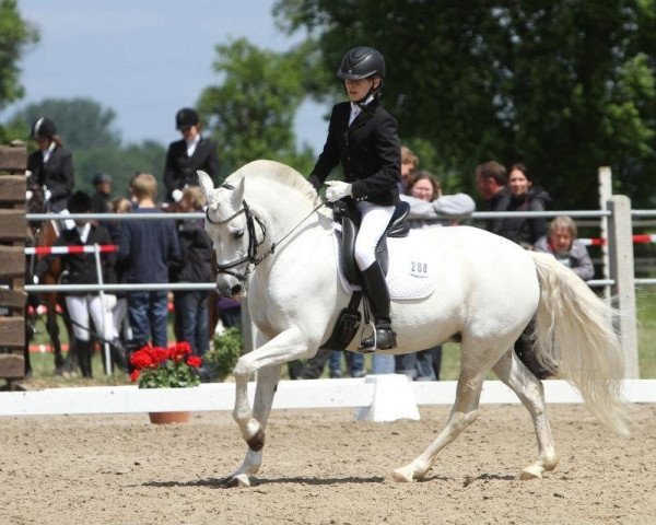 dressage horse Scarlett-Grainne (German Riding Pony, 1999, from Blue Stone Swing Boy)