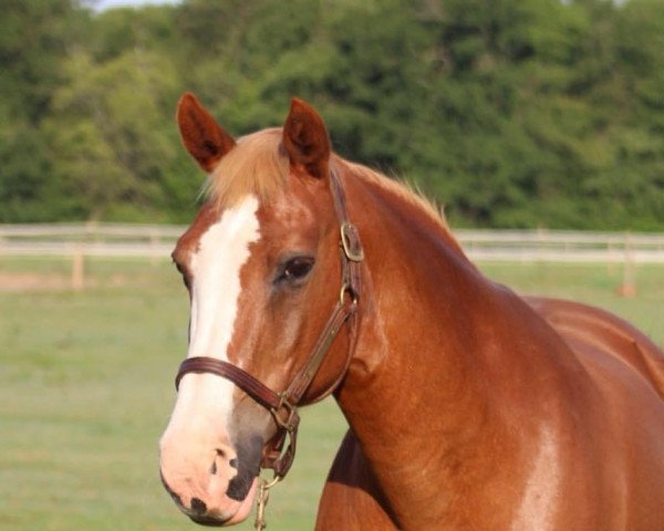 Zuchtstute Summer (KWPN (Niederländisches Warmblut), 1999, von Sable Rose)