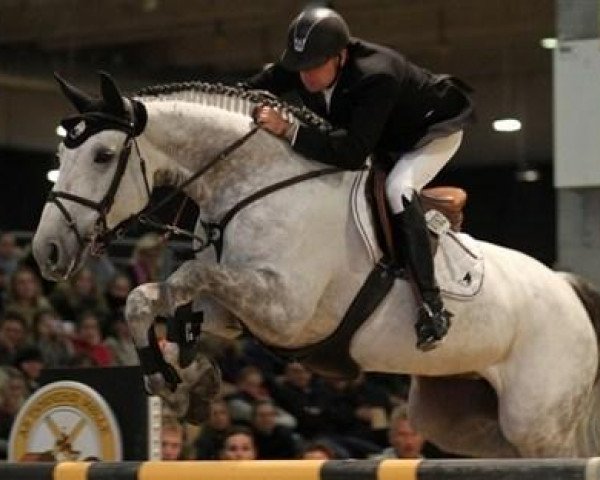 Springpferd Tailormade Esperanza de Rebel (Holsteiner, 2003, von Rebel Z I)