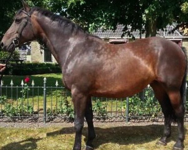 broodmare Piona M (KWPN (Royal Dutch Sporthorse), 1997, from Quick Star)