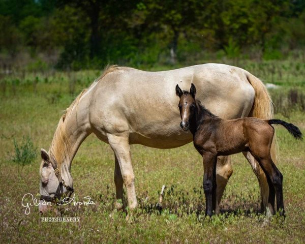 horse Moissanite de Gilián (Hungarian Warmblood, 2022, from Zapatero VDL)