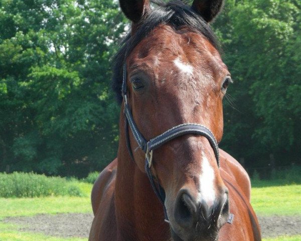 Dressurpferd Relax 59 (Oldenburger, 2004, von Roadster)