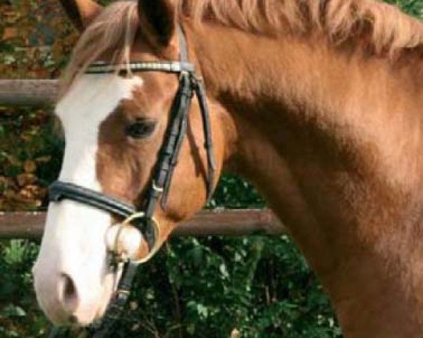 Deckhengst FS Mr. Mobility (Deutsches Reitpony, 2004, von The Braes My Mobility)
