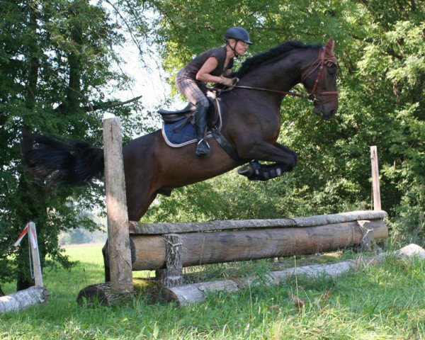 dressage horse Caruso (Holsteiner, 2003, from Claudio's Son)