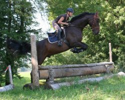 dressage horse Caruso (Holsteiner, 2003, from Claudio's Son)