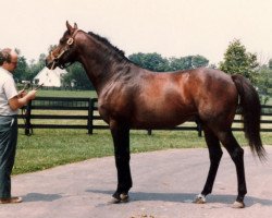 stallion Far North xx (Thoroughbred, 1973, from Northern Dancer xx)