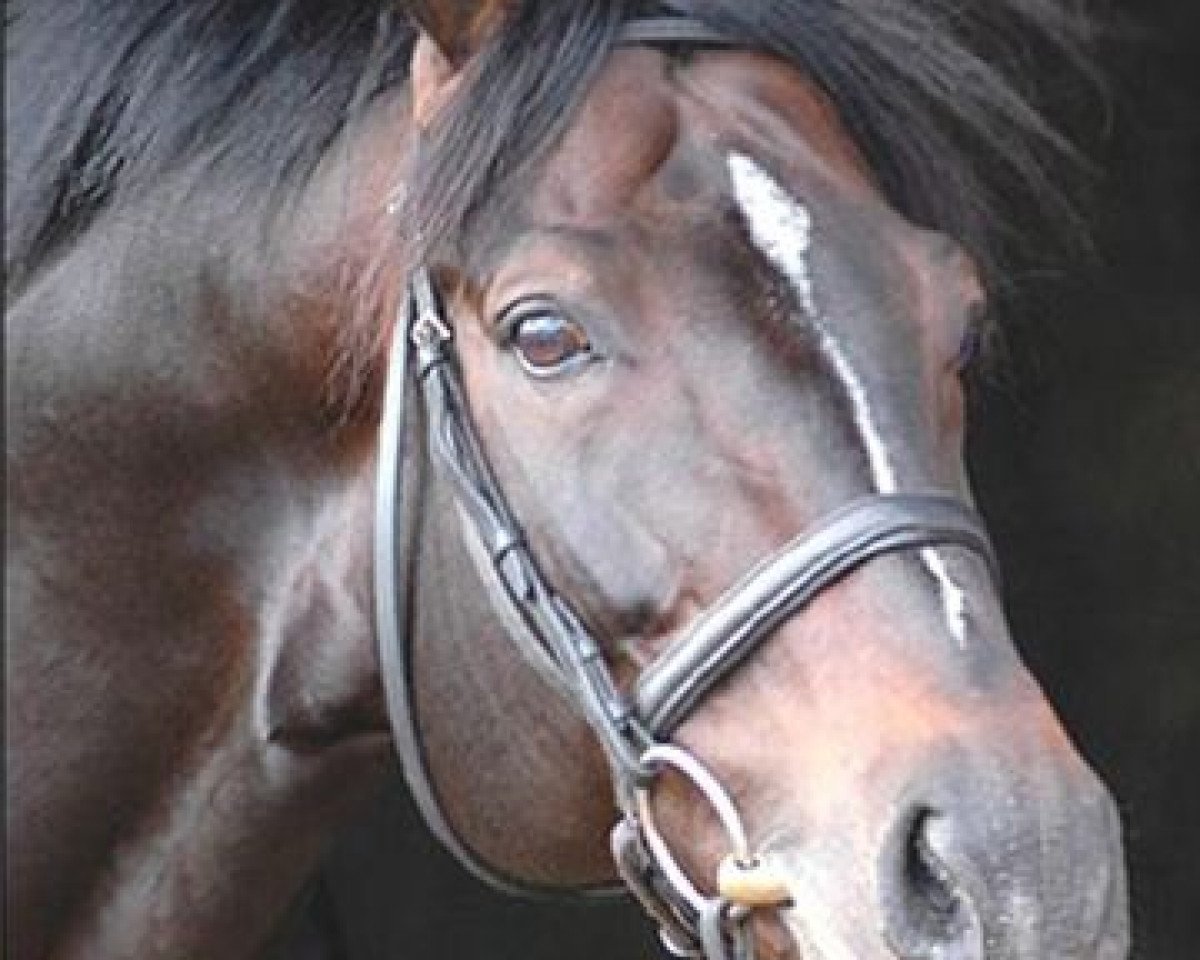 stallion For Joy (Hanoverian, 1991, from For Pleasure)