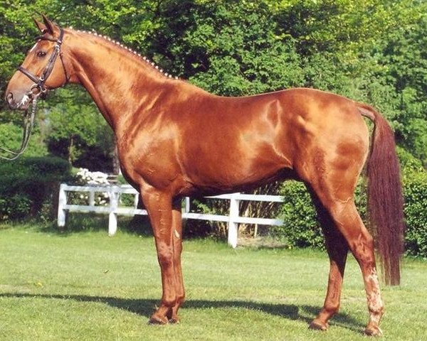 stallion Robespierre (Hanoverian, 1999, from Rosentau) stallion Robespierre (Hanoverian, 1999, from Rosentau)