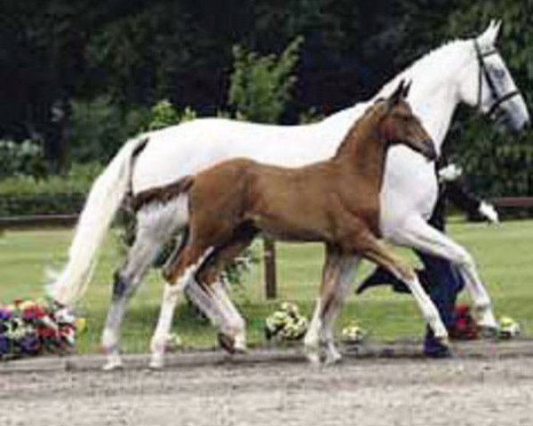 broodmare Piadora (Hanoverian, 1994, from Picard)