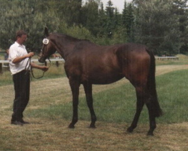 broodmare Migty Queen (Hanoverian, 1993, from Mytens xx)
