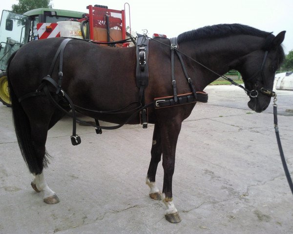 broodmare Pretty Flower (Westphalian, 1999, from Pik Labionics)