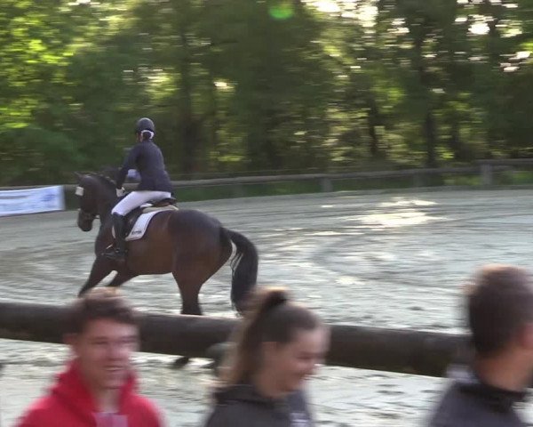 Reitturnier Rhede 2022