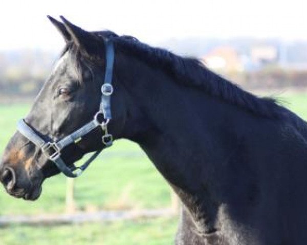 broodmare C'est si bon (Trakehner, 1993, from Kostolany)