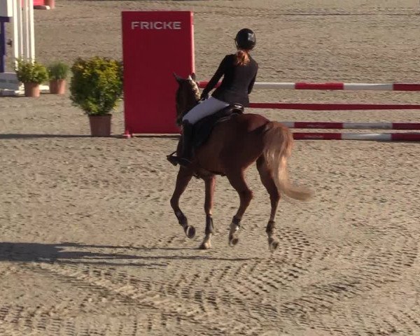 Reitturnier Westergellersen 2022