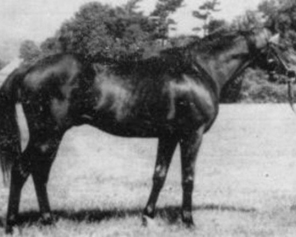 Deckhengst Beauvallon xx (Englisches Vollblut, 1971, von Val de Loir xx)