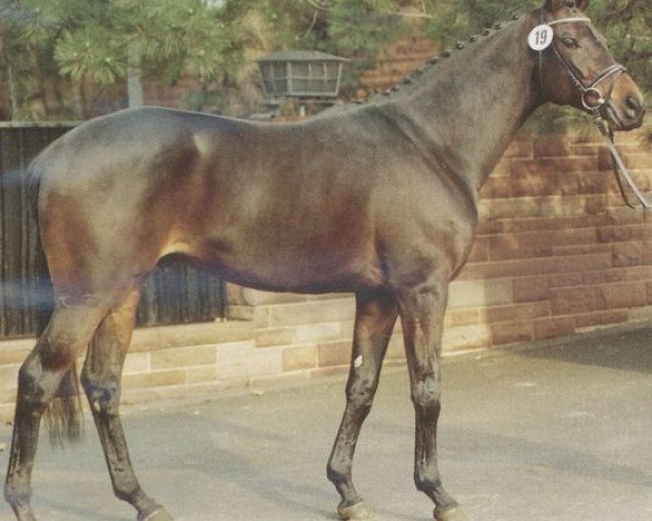 Deckhengst Absalon xx (Englisches Vollblut, 1984, von Beauvallon xx) Deckhengst Absalon xx (Englisches Vollblut, 1984, von Beauvallon xx)