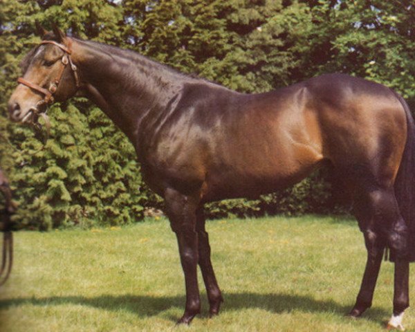 stallion Blue Cashmere xx (Thoroughbred, 1970, from Kashmir II xx)