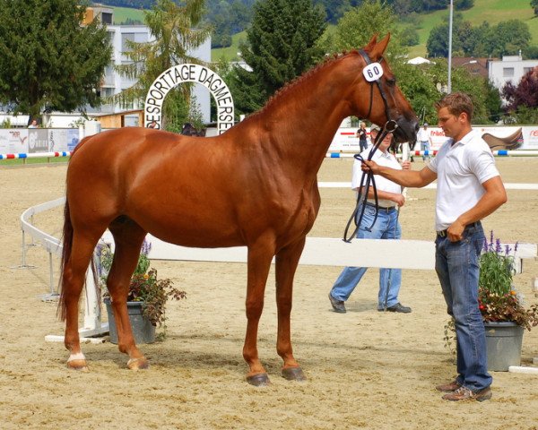 Zuchtstute Wakonda (Hannoveraner, 2003, von Weltmeyer)
