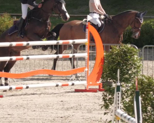 Reitturnier Tübingen 2022