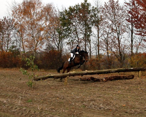broodmare Charmant 43 (Hanoverian, 2006, from Charon) broodmare Charmant 43 (Hanoverian, 2006, from Charon)