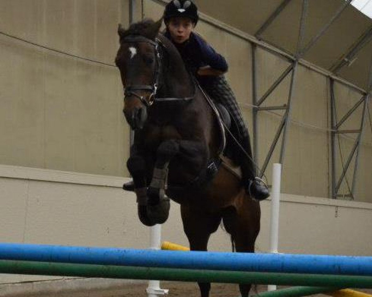 horse Friedrichshof Kaiserson (German Riding Pony, 1998, from Kaiserwalzer)
