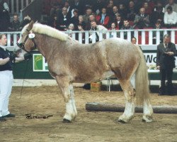 broodmare Anni (Rhenish-German Cold-Blood, 2001, from Astor 9957)