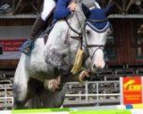 broodmare Carlotta 142 (Holsteiner, 2005, from Cassini I)