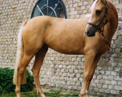 broodmare Golden Future (German Riding Pony, 1996, from Golden Dancer)