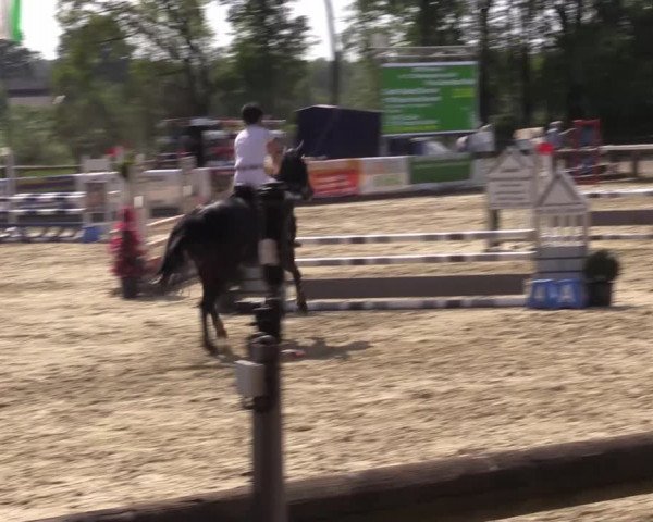 Reitturnier Rhede 2022