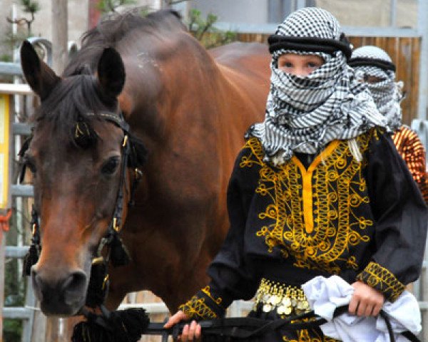 broodmare Galina ox (Arabian purebred, 1987, from Abu Azmi ox 1405)
